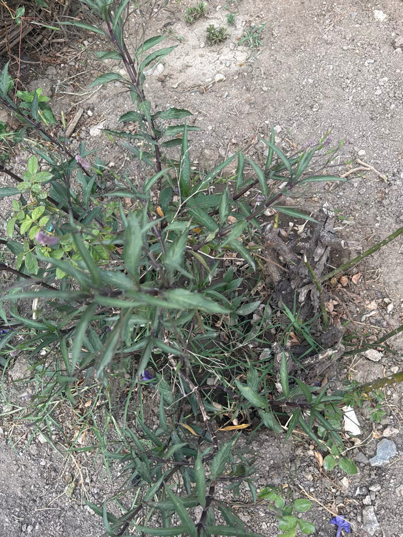 Aardappel bloem — foto 1 van 3
