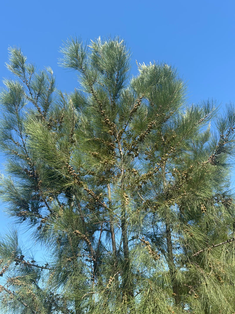 Casuarina-boom — Bild 5