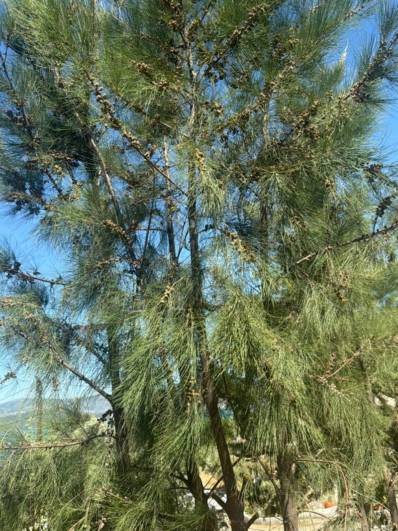 Casuarina-boom — Bild 2