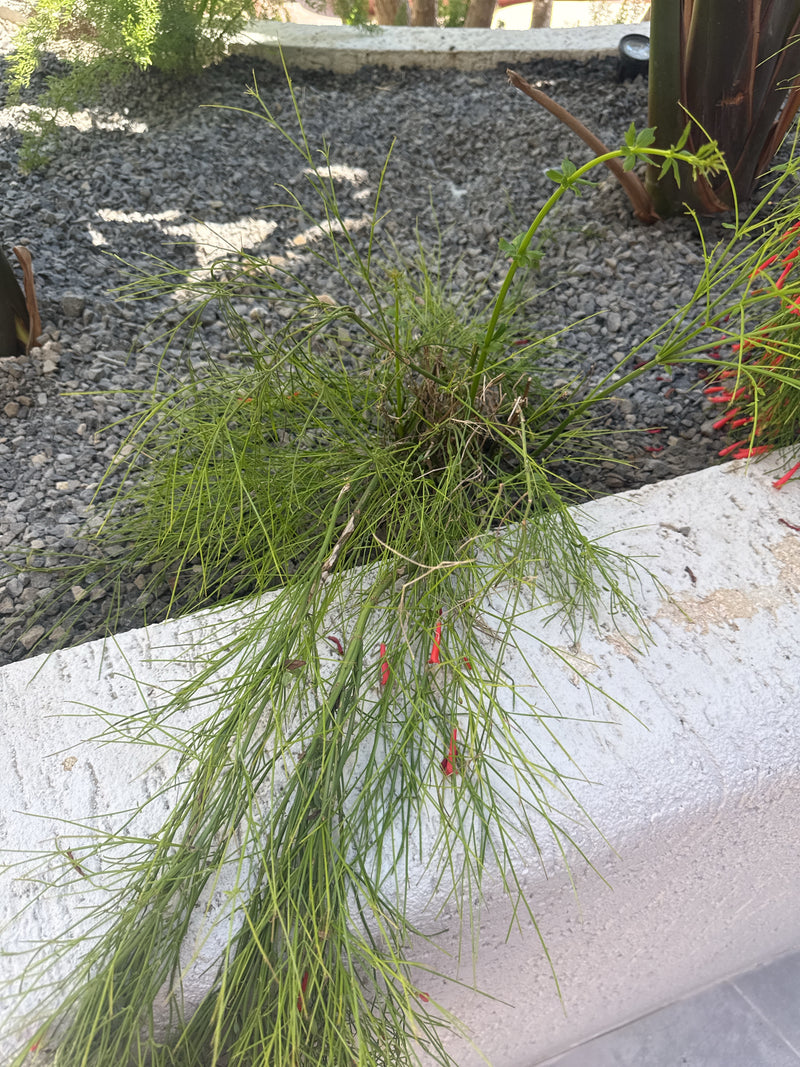 Casuarina-boom — Bild 3
