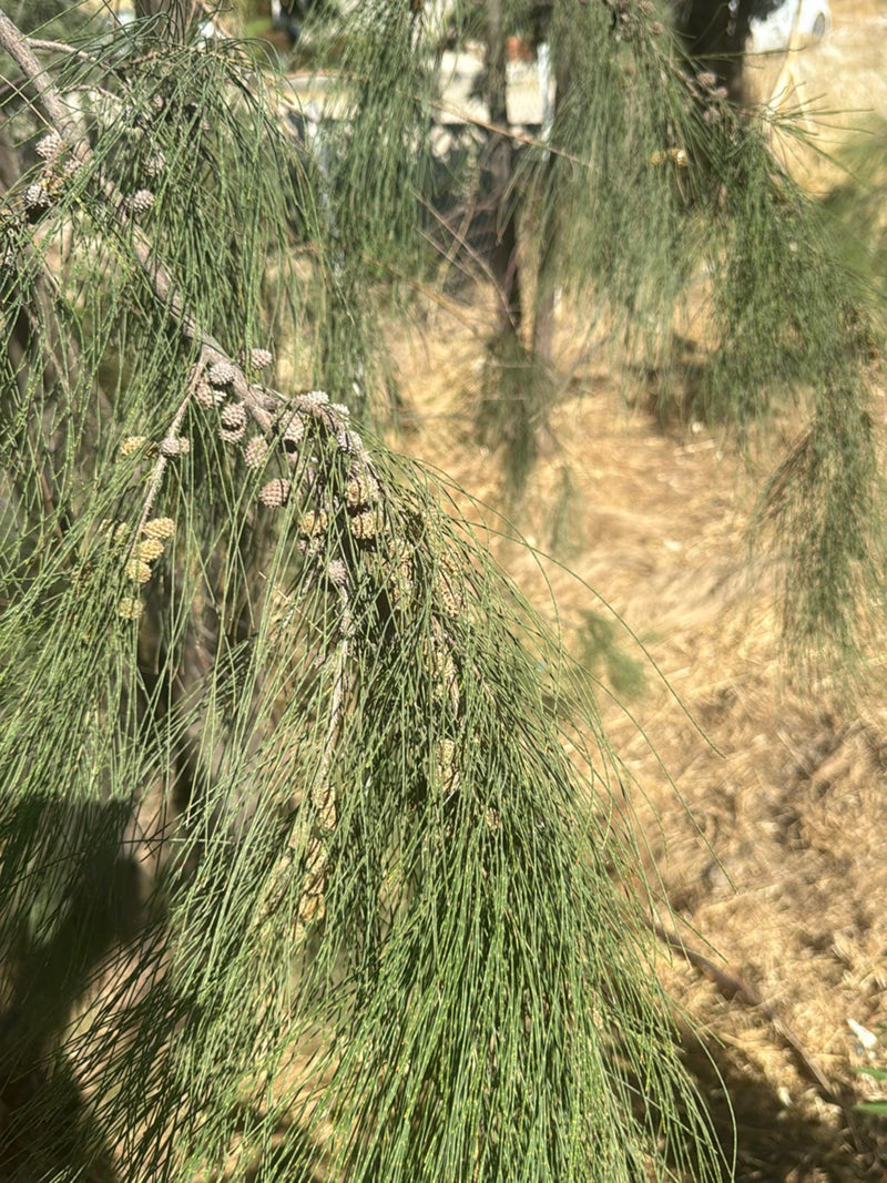 Casuarina-boom — Bild 1