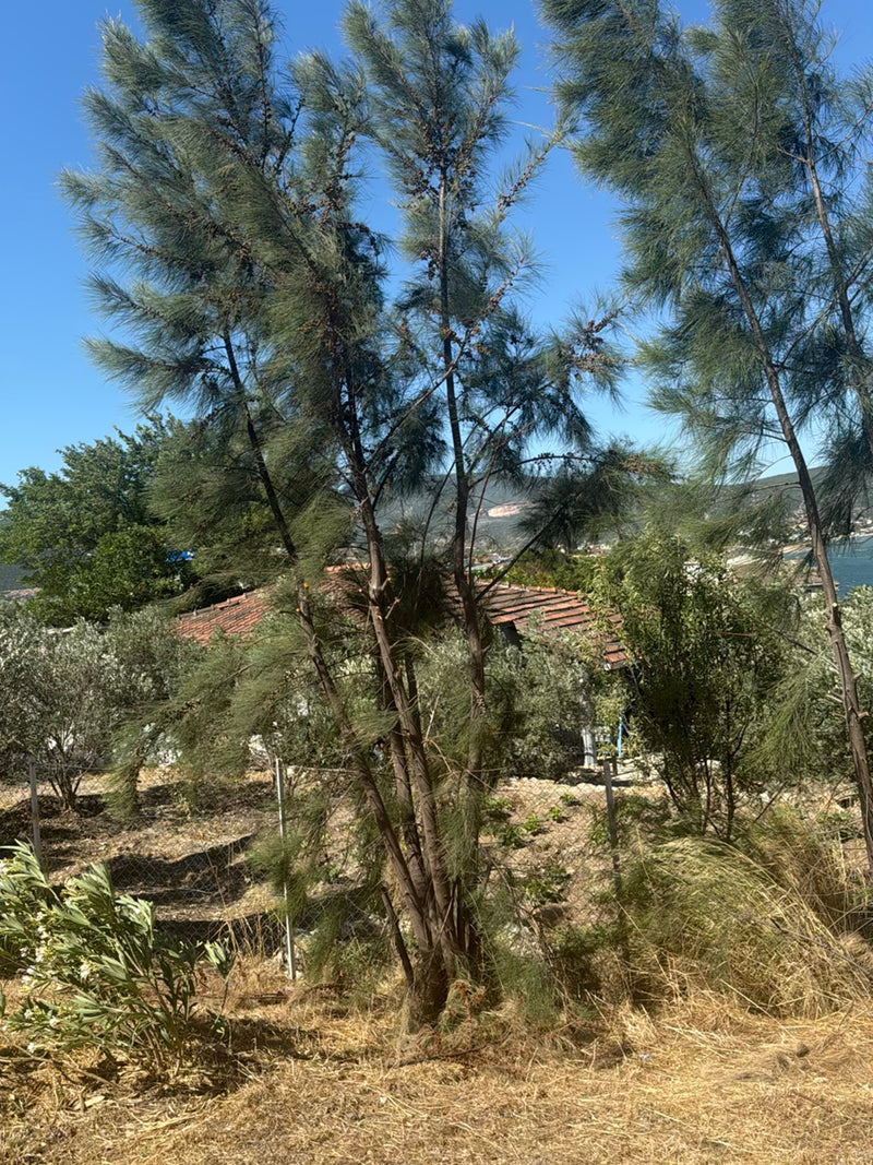 Casuarina-boom — Bild 4