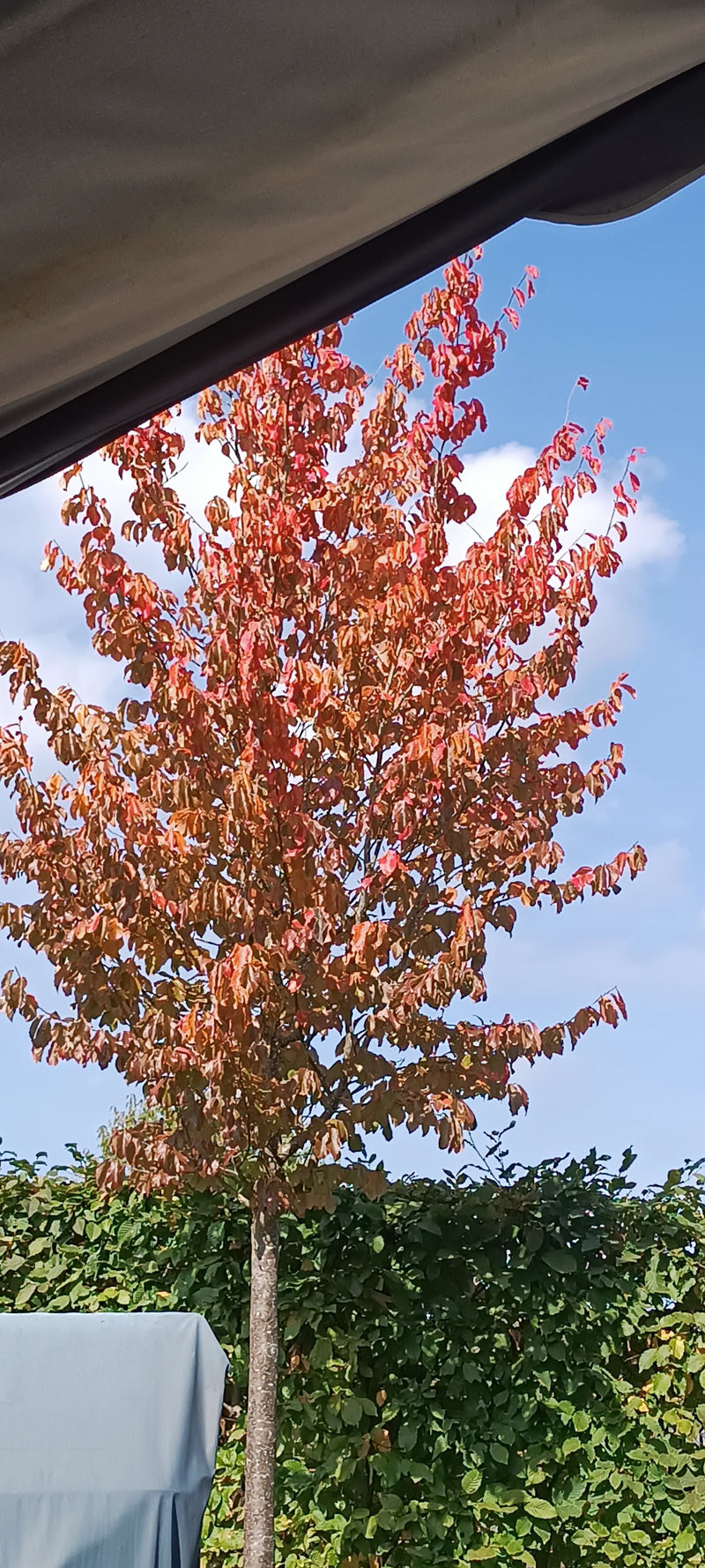 Een jonge katsuraboom met fel oranjerode herfstbladeren tegen een heldere hemel.