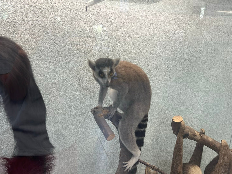 Katta — foto 1 van 1