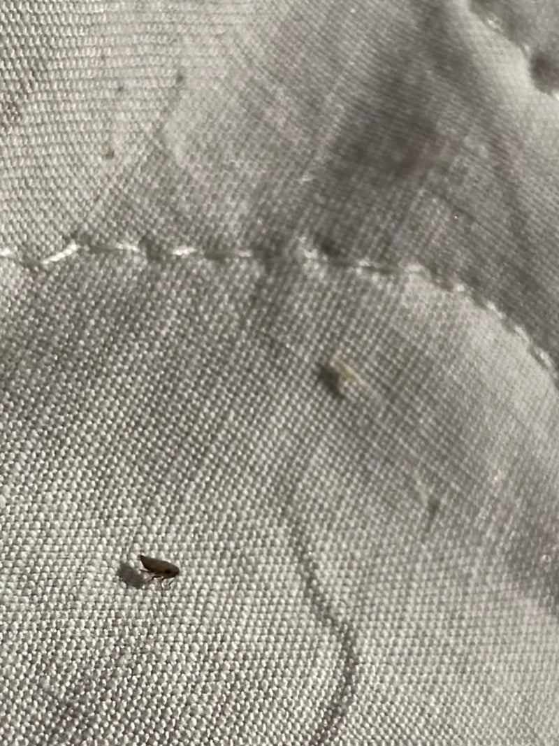 Op een lichte textielondergrond is een enkele kattenvlo te zien. Het kleine, zijdelings afgeplatte insect zit stil op de stof.