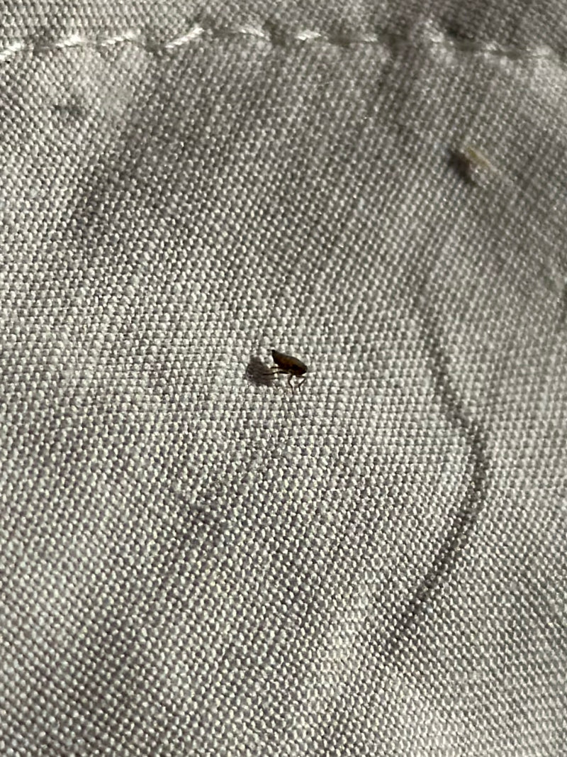 Een kleine kattenvlo zit op een lichte textielstof. Het insect is van de zijkant in close-up te zien.