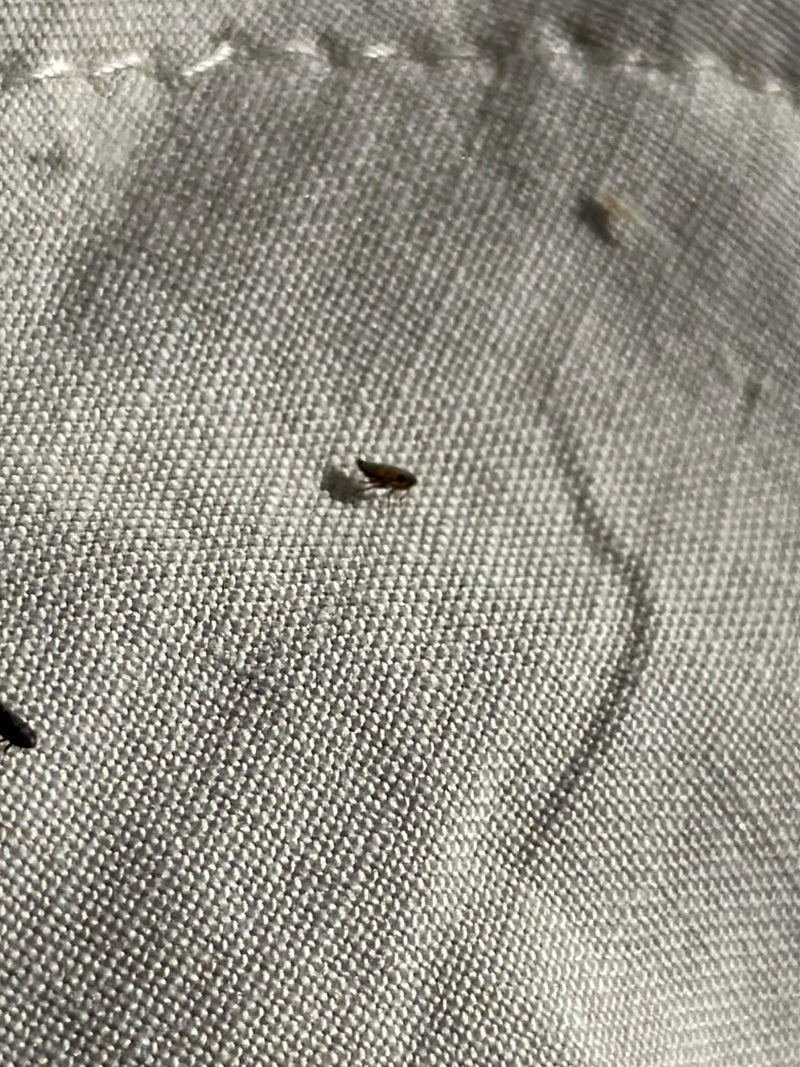 Een enkele kattenvlo is zichtbaar op een lichte textieloppervlakte. Het insect rust op de stof.