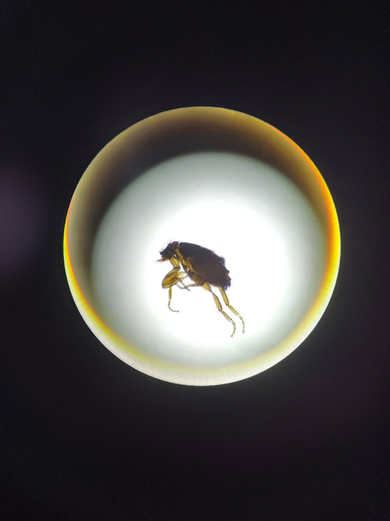 Een volwassen vlo is van opzij te zien in het verlichte veld van een microscoop.