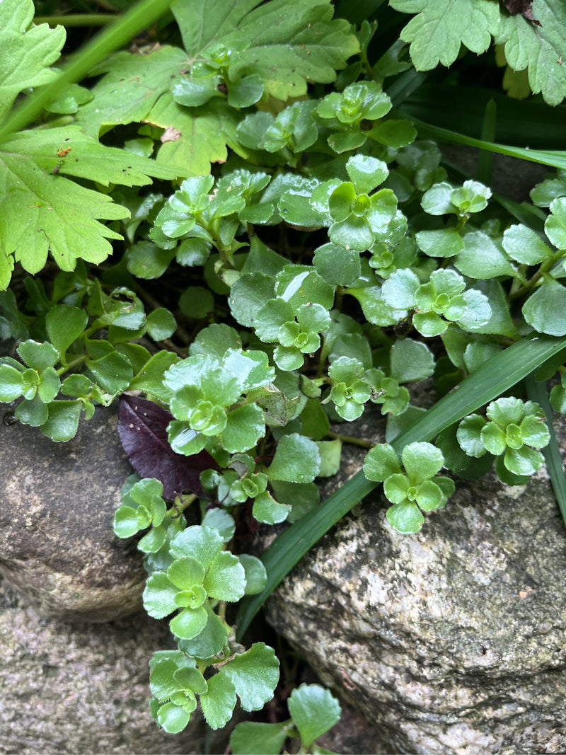 Kaukasus muurpeper — Bild 1