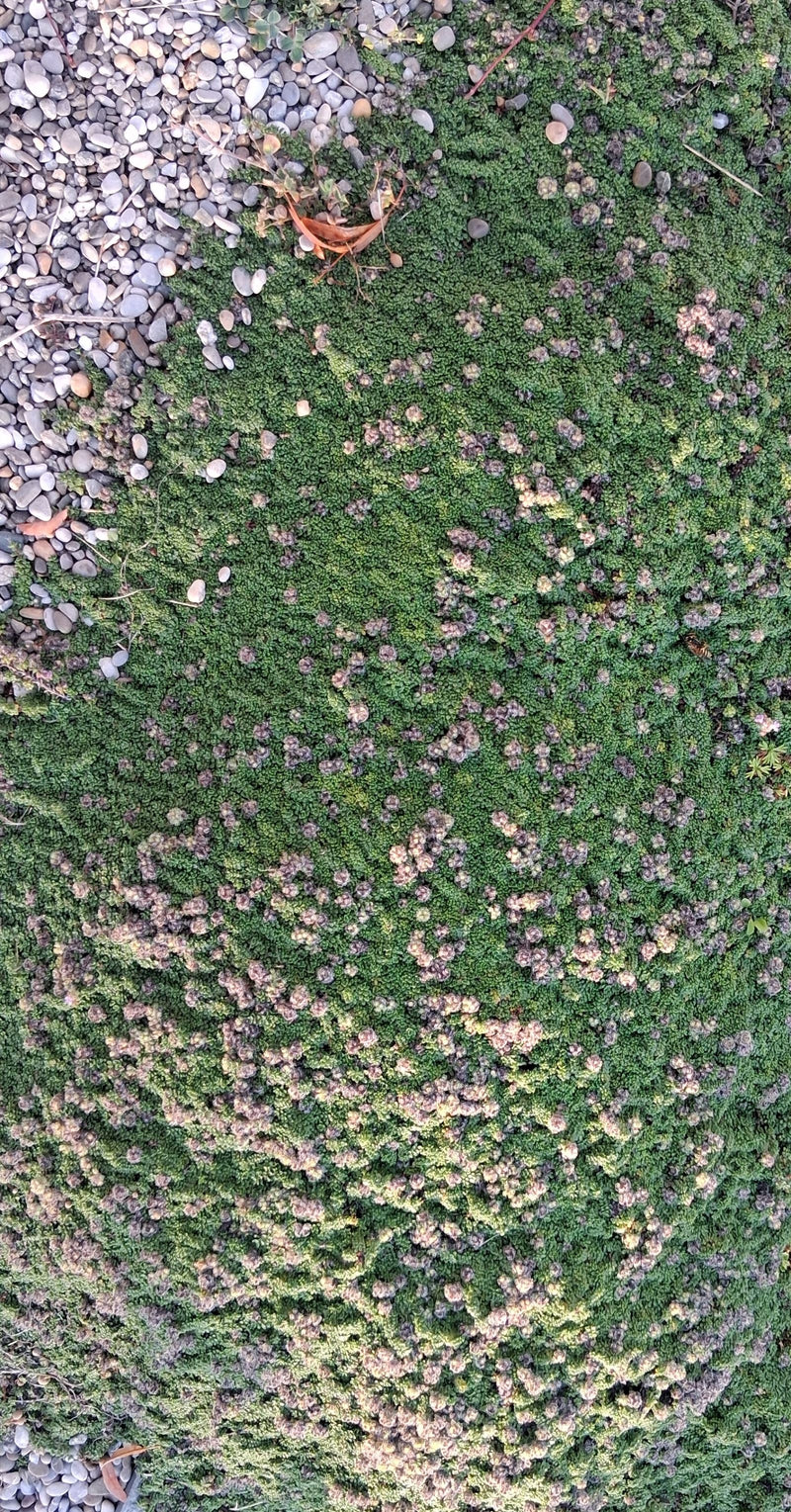 Kaukasus muurpeper — foto 2 van 11