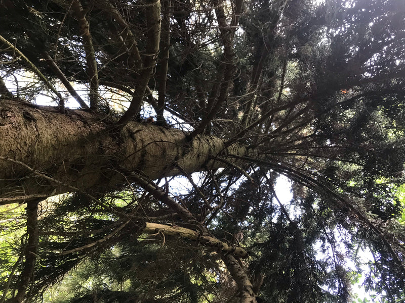Kaukasus-Fichte — foto 4 van 5