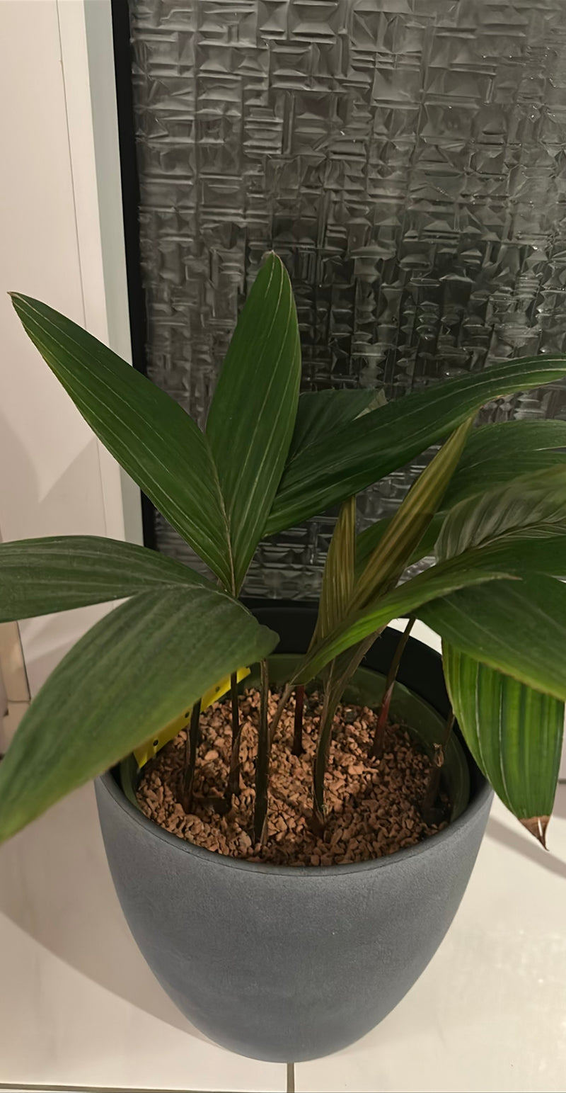 Kentia-palm — Bild 2