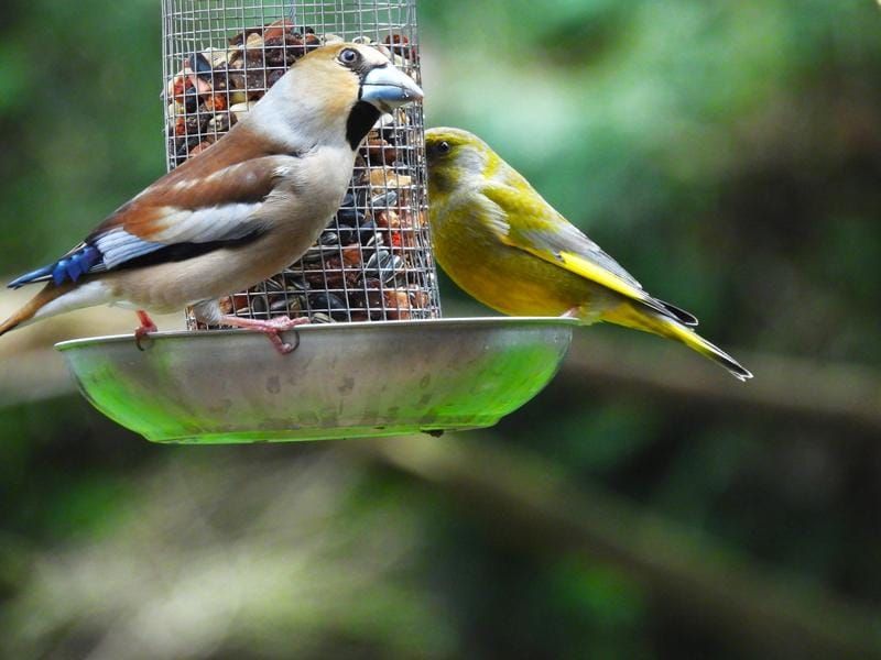 Een appelvink zit op een vogelvoederhuisje te eten, met een groenling direct daarnaast zichtbaar. De vogels bevinden zich bij een voederstation tegen een gro...