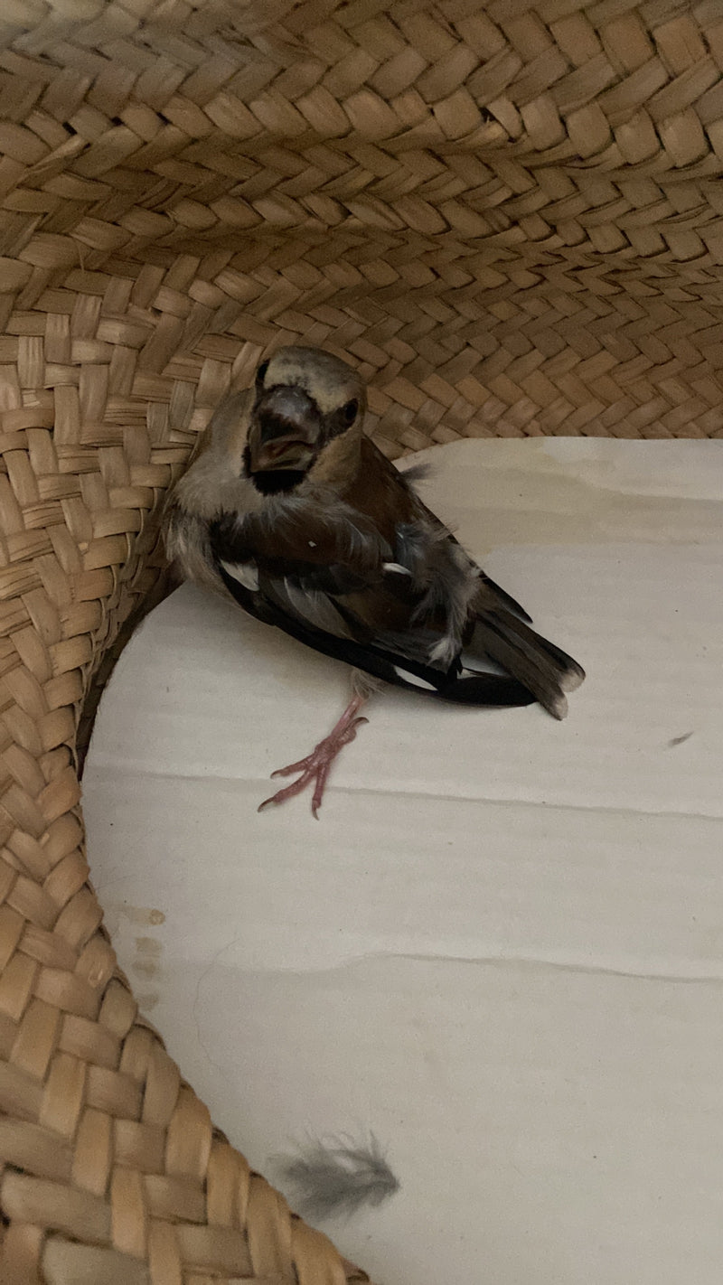Een jonge appelvink zit op een lichte ondergrond in een gevlochten mand. De vogels kijkt recht naar de camera.