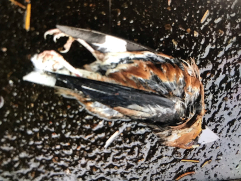 Een dode appelvink ligt op een natte ondergrond. De kenmerkende veren en de sterke snavel zijn goed zichtbaar.