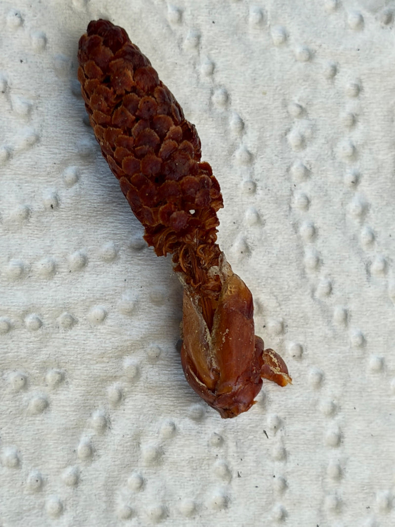 Kaak — Bild 1