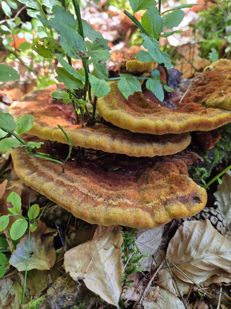 Dennenbruine porling — Bild 1