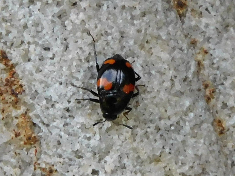 Kiefern-Kugelmarienkäfer — Bild 2