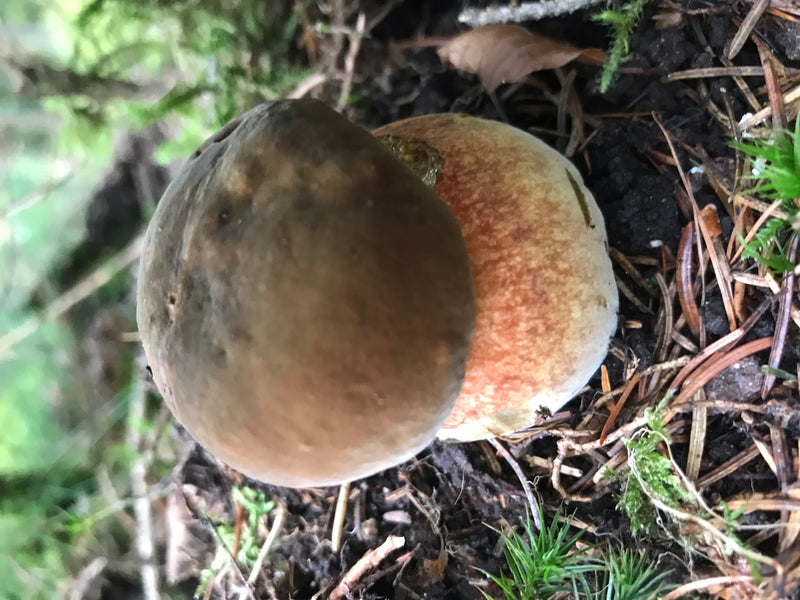 Kiefern-Steinpilz — foto 2 van 2