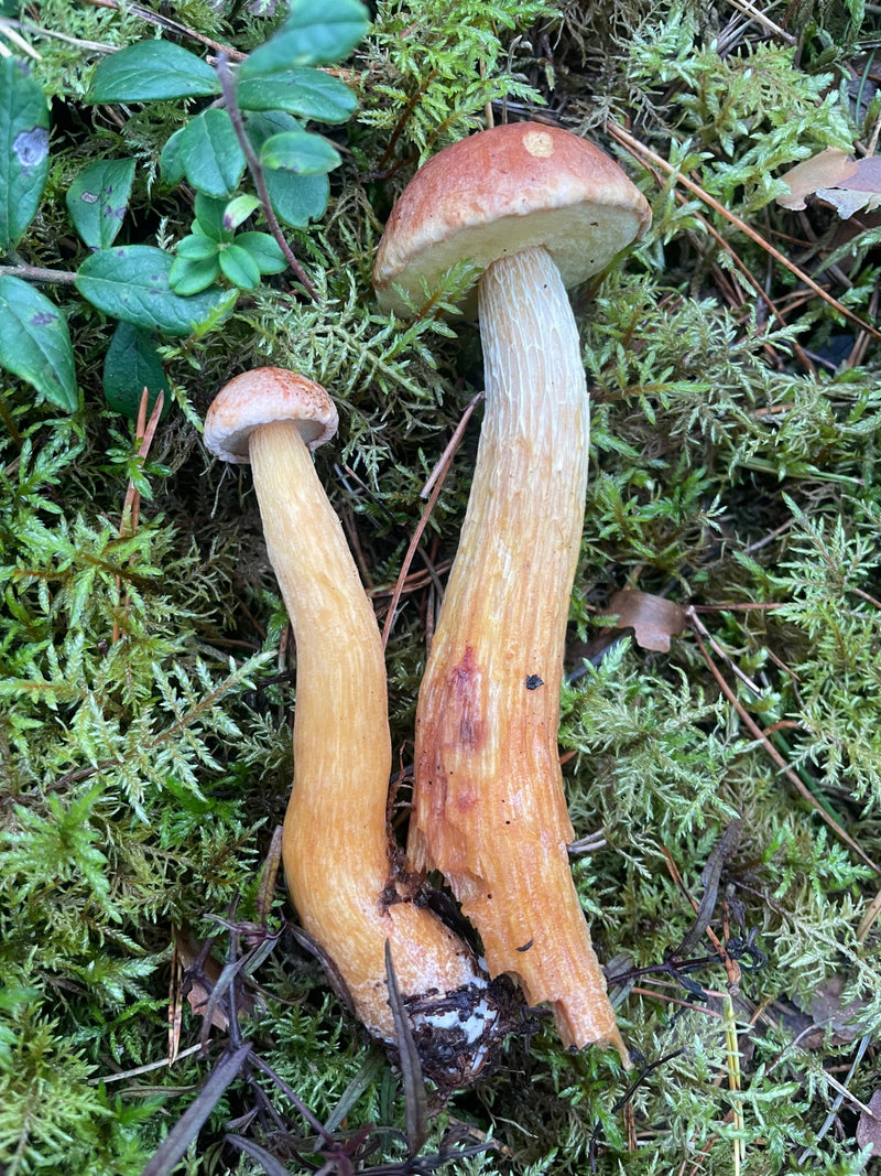 Kiefern-Steinpilz — foto 1 van 2