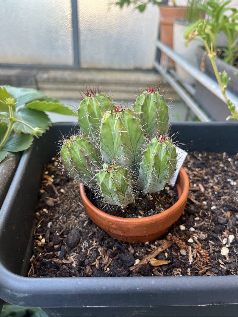 Dennenappel cactus — foto 3 van 13