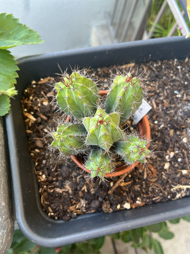 Dennenappel cactus — foto 2 van 13