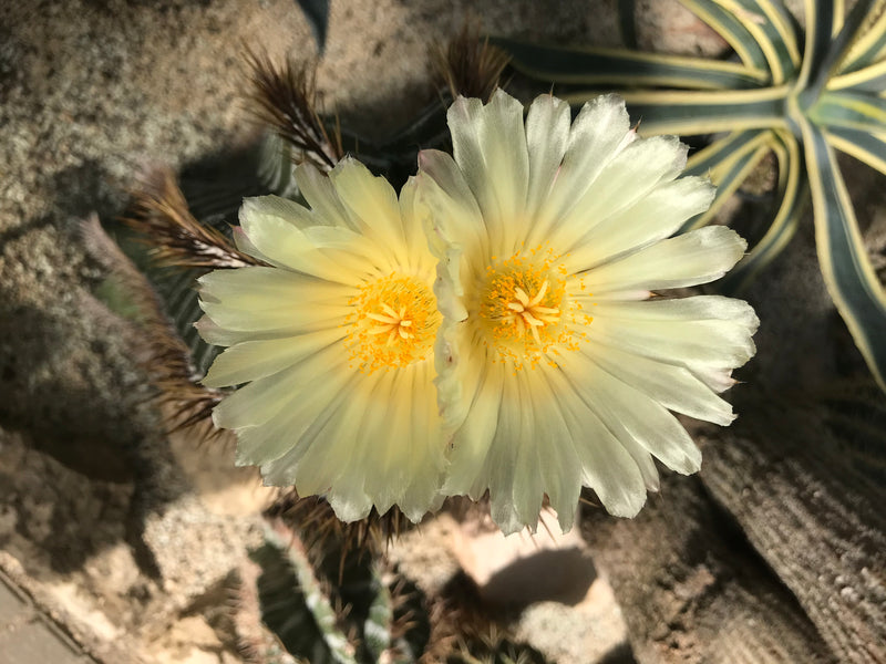 De afbeelding toont twee geopende, lichtgele bloemen van een dennenappelcactus met gele meeldraden. De foto is van bovenaf genomen op zandgrond.