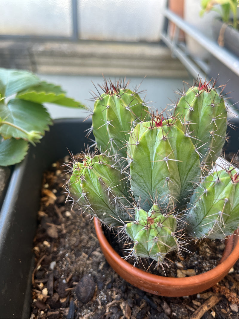 Dennenappel cactus — foto 4 van 13