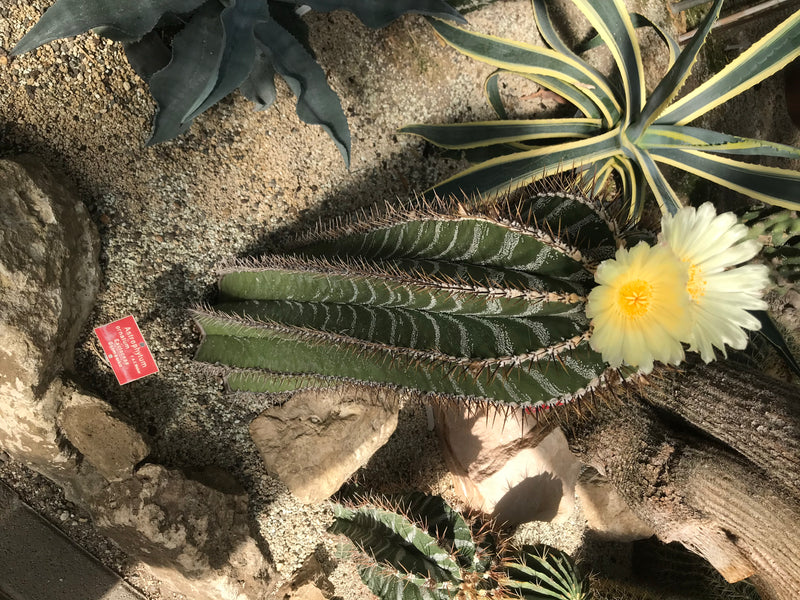 Een bloeiende Astrophytum ornatum-cactus met grote gele bloemen groeit op stenige grond naast agaves.