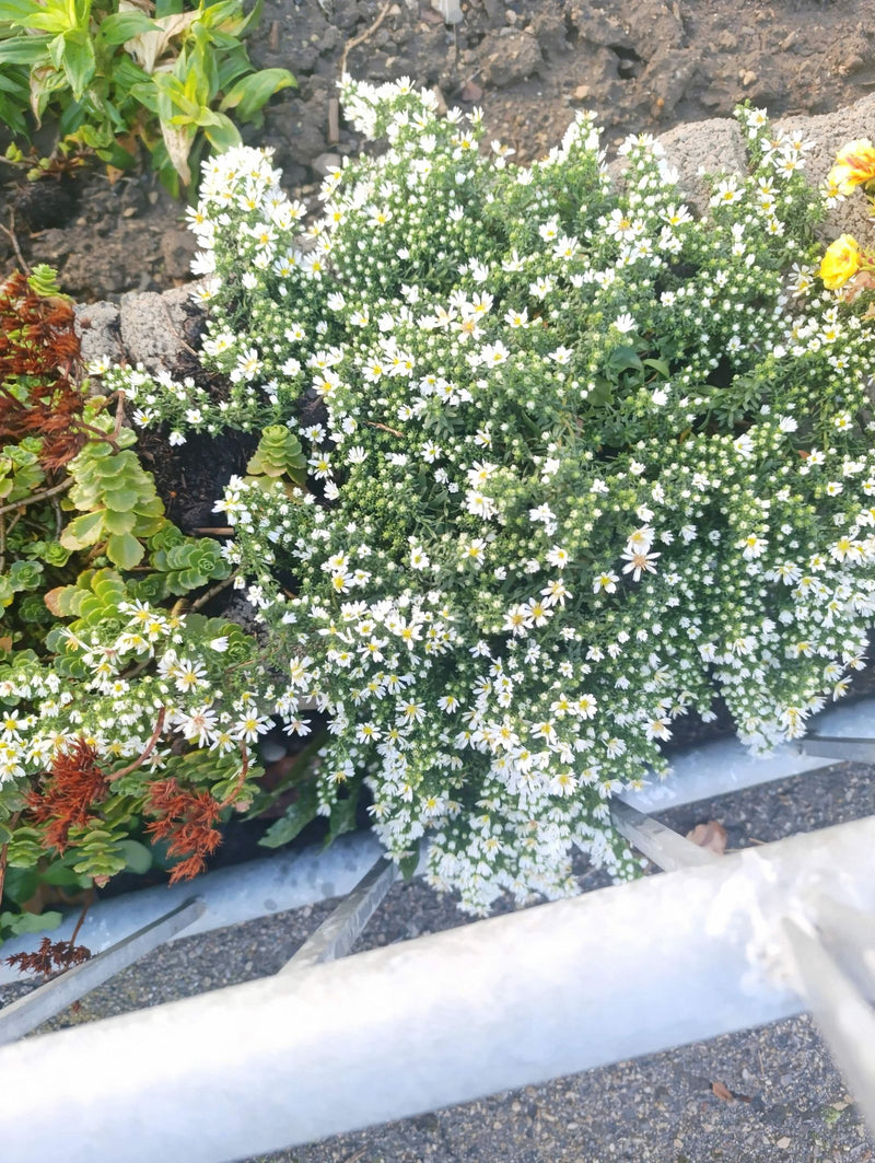 Een bloeiende kussenasters met talloze kleine witte bloemen groeit kussenvormig in een border.
