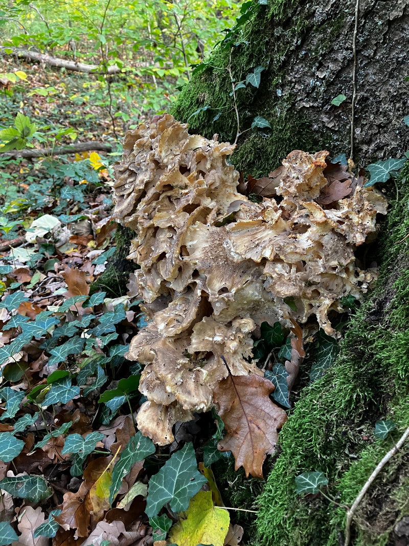 Een groot, gewaaierd vruchtlichaam van de eikhaas groeit aan de bemoste voet van een loofboom in het bos.