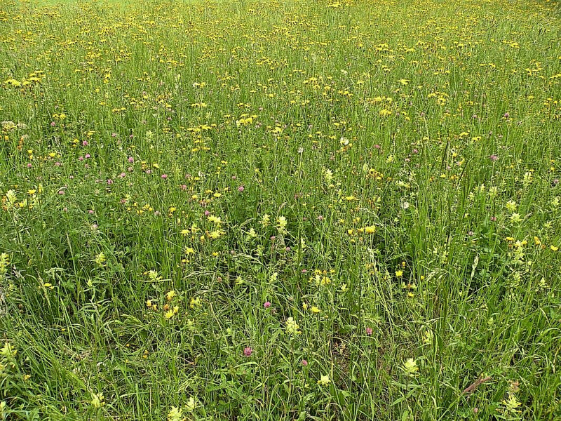 Een uitgebreide bloemenweide met veel gele en geïsoleerde roze bloemen en grassen is zichtbaar. De afbeelding toont de habitat in een overzicht.