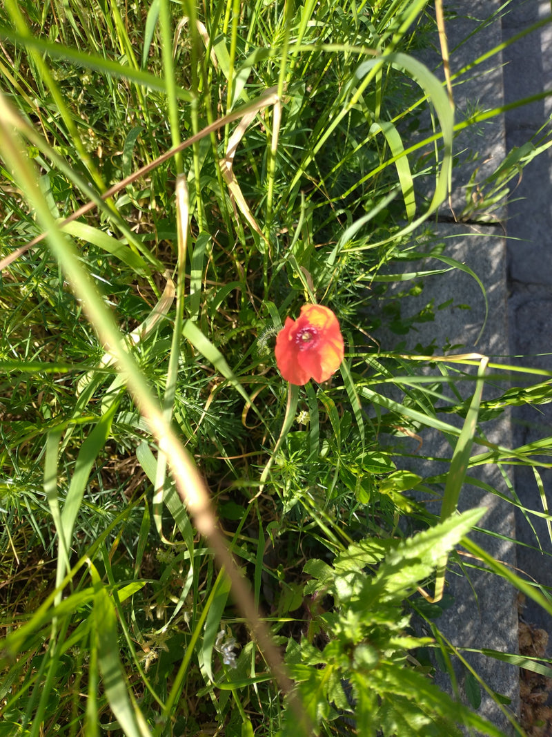 Papaver — Bild 2