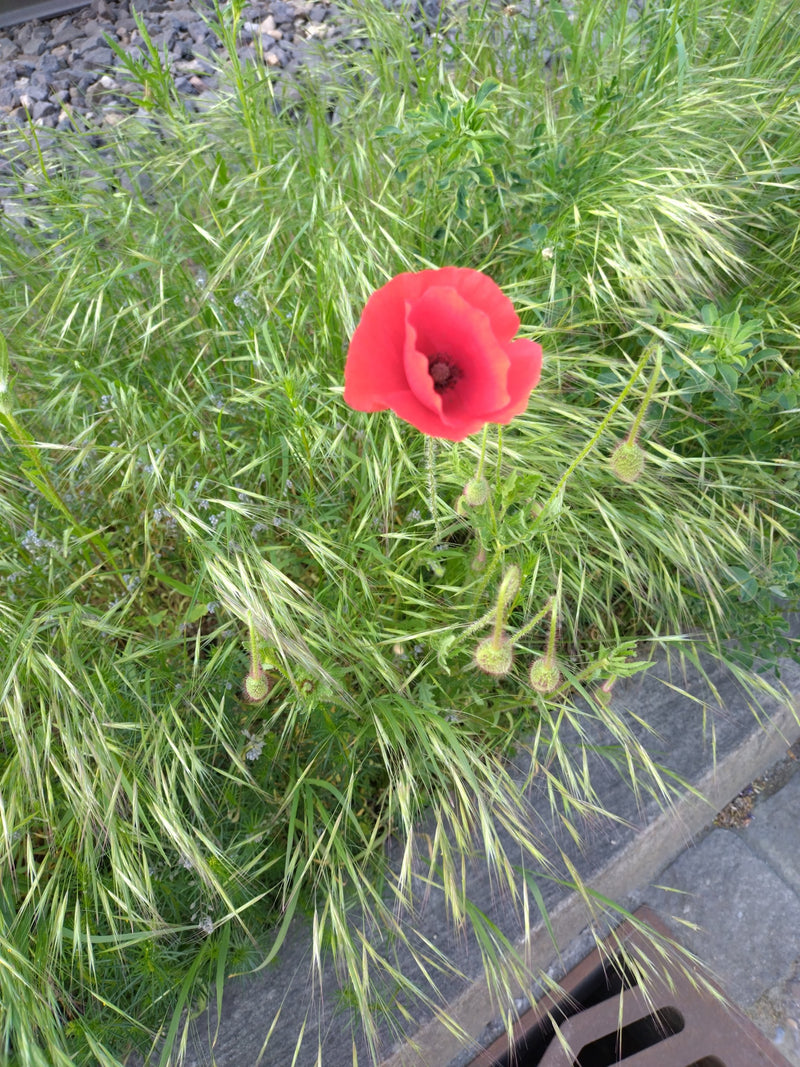 Papaver — Bild 1