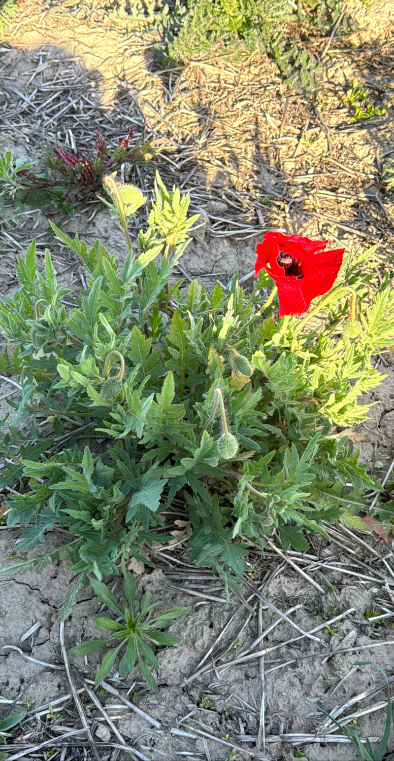 De afbeelding toont een klaproos met een opvallende rode bloem en verschillende knoppen op droge landbouwgrond. De groene plante groeit direct uit de aardse ...