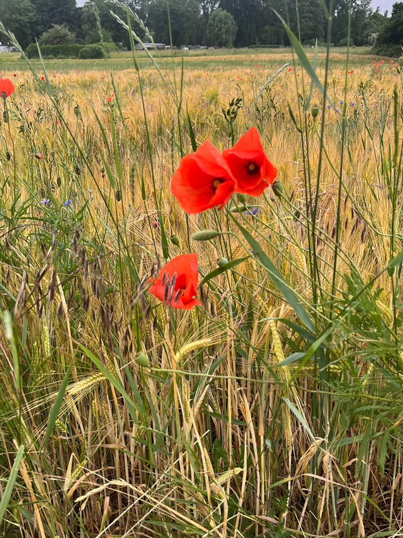 De afbeelding toont helderrode klaprozen die groeien in een graanveld. De planten staan te midden van stengels en grassen.
