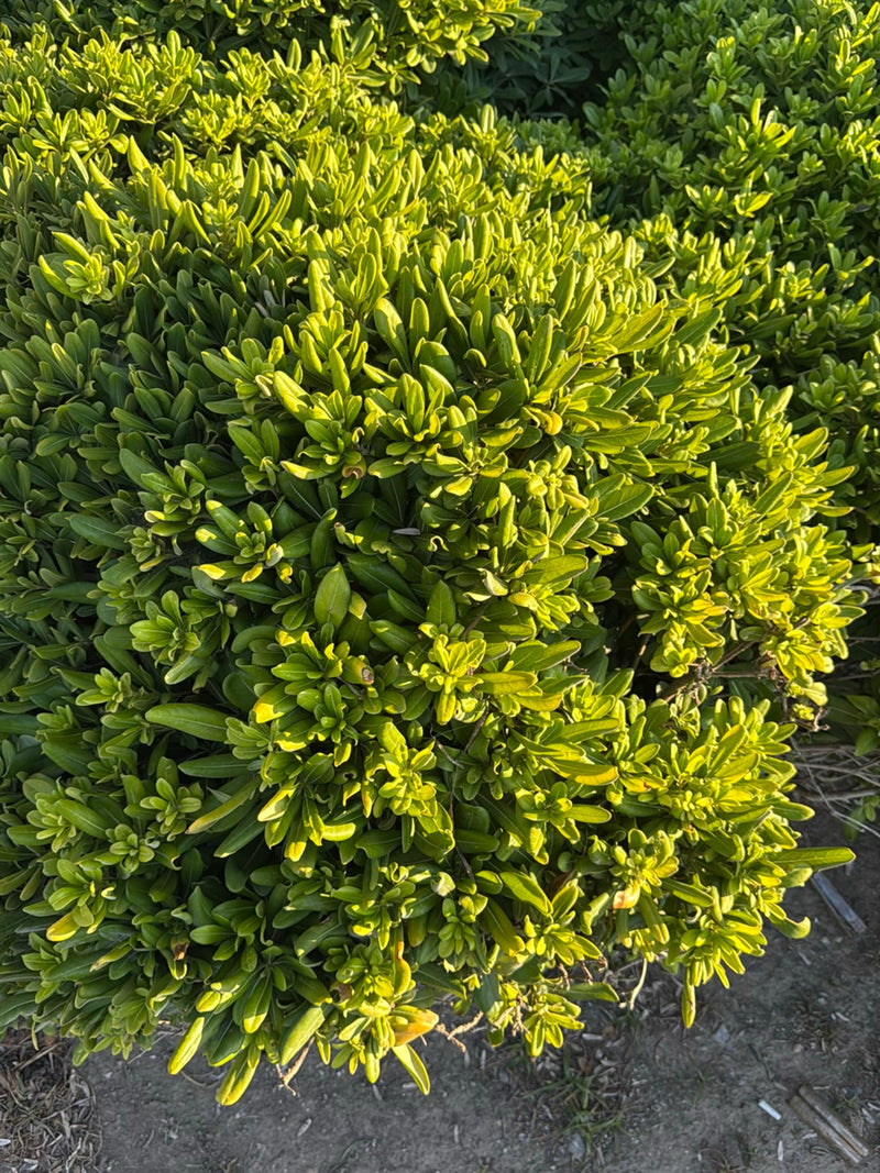 Te zien is een dichte struik van de pittosporum met glanzende, groene bladeren vanuit een licht verhoogd perspectief. De plant groeit buiten op zandgrond.