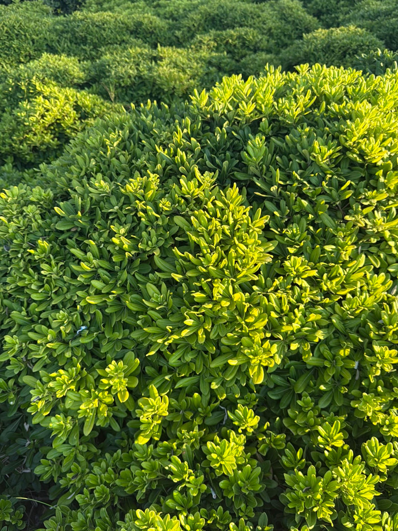 De foto toont een dichte, groenbladige struik van de lijmbloem met veel kleine, glanzende bladeren in het zonlicht. De plant vult het hele beeld.