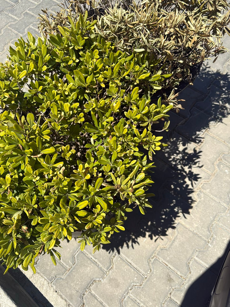 De afbeelding toont een dichte struik van de Chinese tobira met heldergroene bladeren. De plant staat op een lichte bestrating.