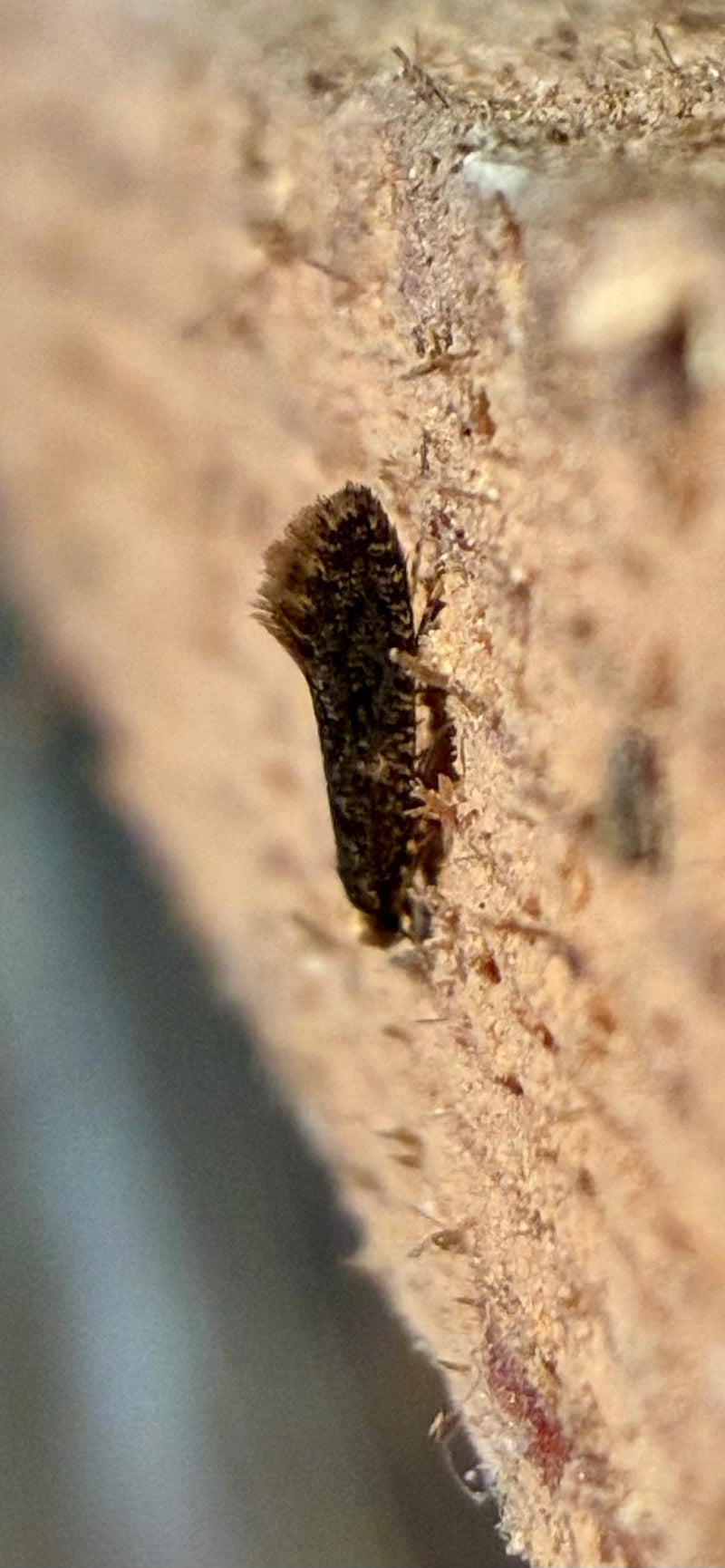De afbeelding toont een klerenmot in zijaanzicht rustend op een ruw houten oppervlak. Het kleine insect vertoont zijn typische vleugelvorm.