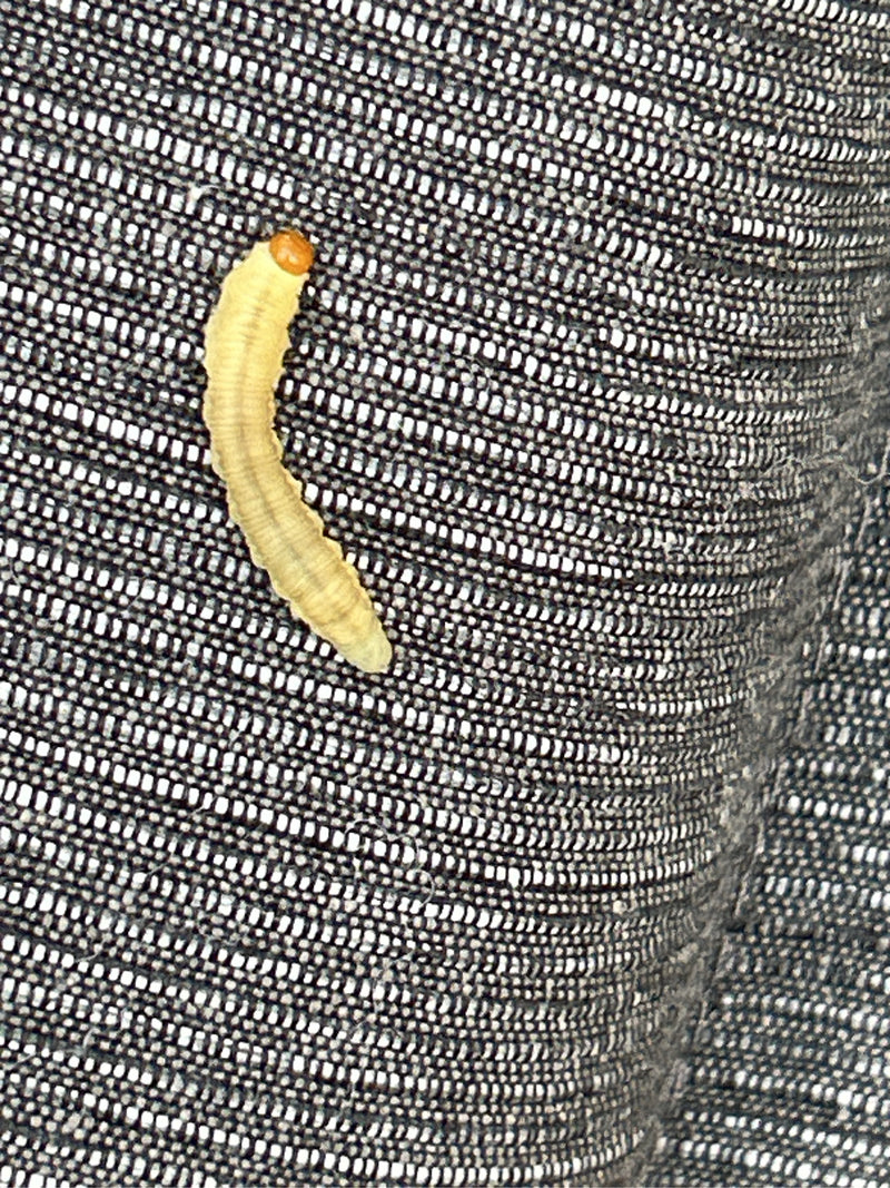De witachtige larve van een klerenmot met een bruine kop is te zien op een donkere textielstof. Deze kruipt langzaam over de stof.