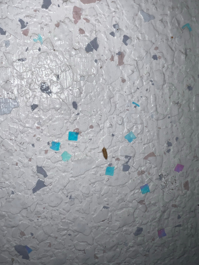 Een kleine kleermot rust rustig op een lichte, gestructureerde wand met kleurrijke spikkels.