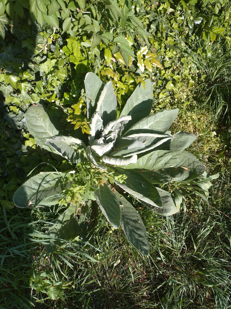 Kleinbloemige toorts — Bild 1