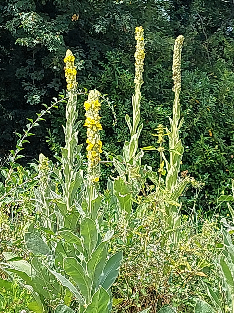 De afbeelding toont several oprechte, geelbloeiende planten van de koningskaars. Ze staan voor een groene achtergrond van struiken.
