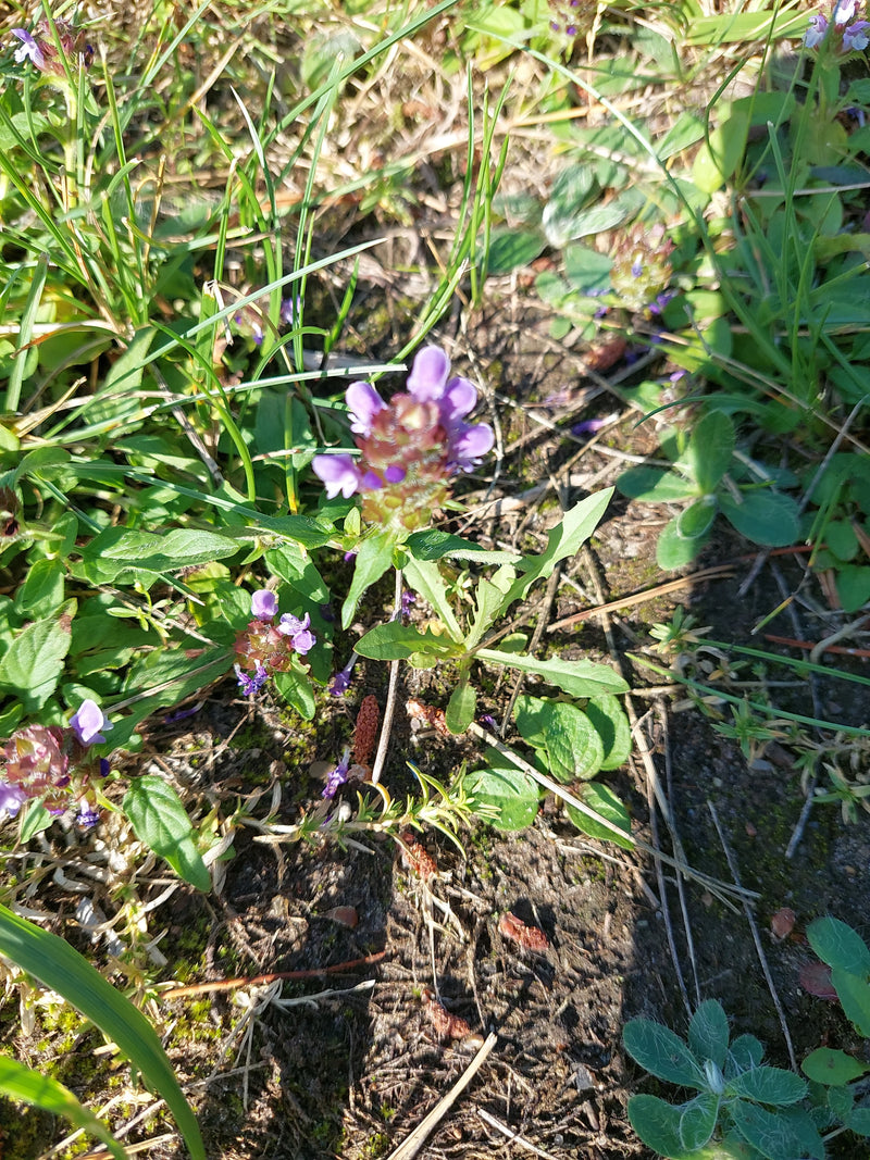 Kleine Braunelle — foto 1 van 10