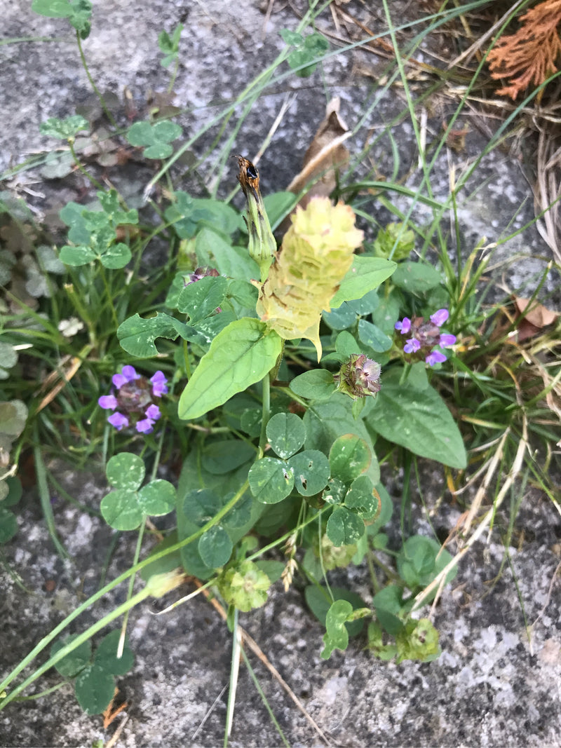 Kleine Braunelle — foto 5 van 10