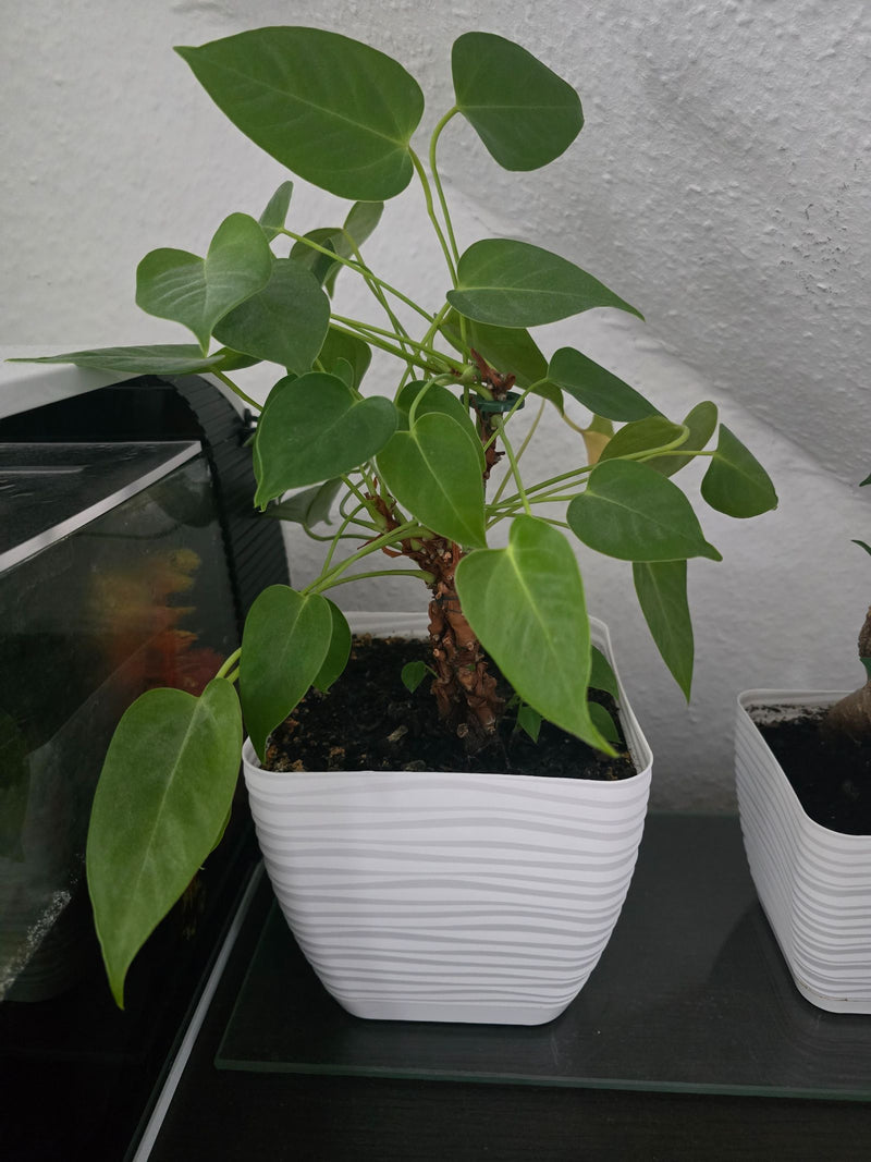 Flamingobloem — Bild 1