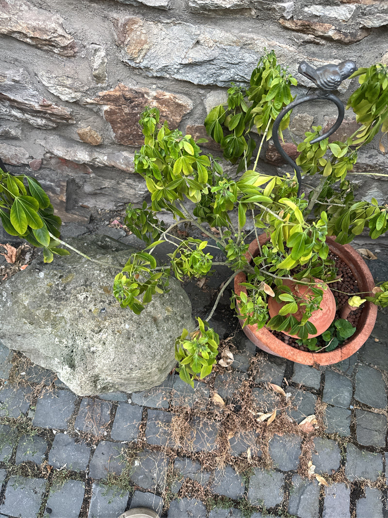 De afbeelding toont een Schefflera in een bloempot die op de grond voor een stenen muur staat. De plant heeft groene, handvormige bladeren.