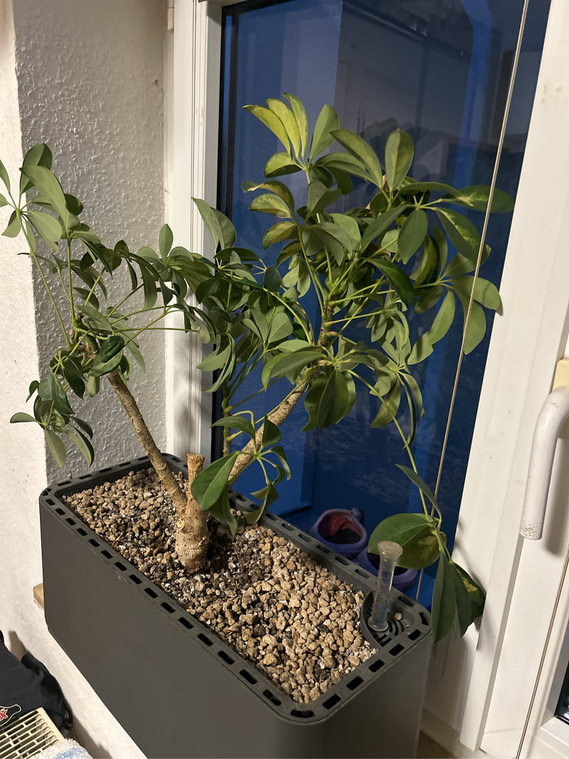 Te zien is een gezonde dwergparapluplant in een langwerpige bak. De plant staat binnenshuis voor een raam.