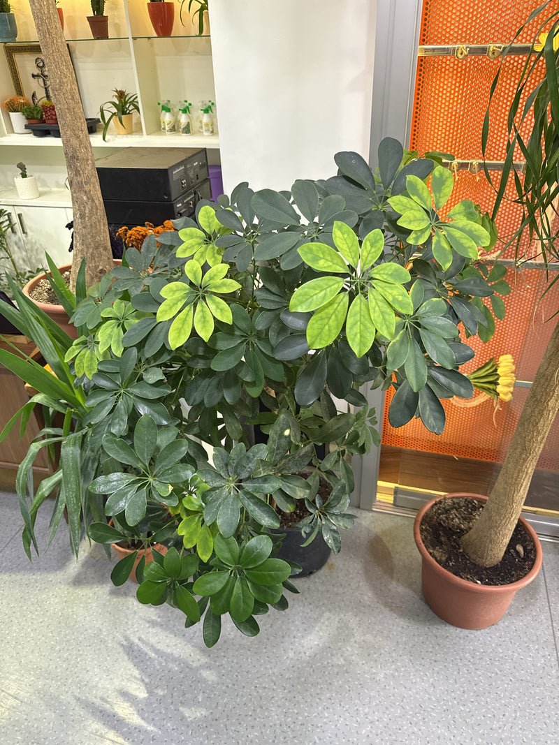 Een gezonde Schefflera in een plantenpot binnenshuis is te zien. De kenmerkende handvormige bladeren vertonen groene en lichte geeltinten.